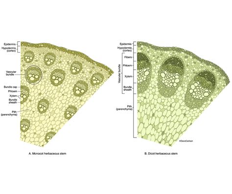 Herbaceous Stem Cross Sections | Carlson Stock Art