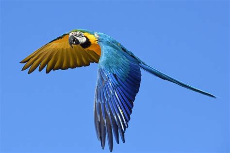 Macaw Parrot flying : r/PartyParrot