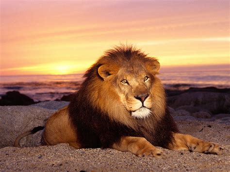 HD Lion Pictures Lions Wallpapers - HD Animal Wallpapers