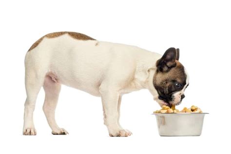 How To Choose The Best French Bulldog Puppy Food