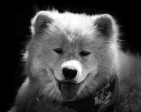 77+ Samoyed Black - l2sanpiero