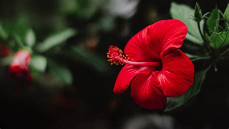 Download wallpaper 1920x1080 hibiscus, flower, red, macro full hd, hdtv, fhd, 1080p hd background