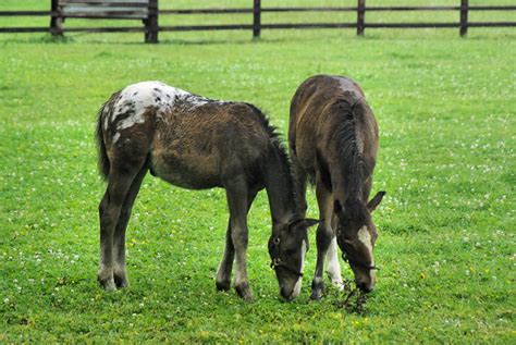 20100720_61 | Horses -- The Irish National Stud | Byron Howes | Flickr