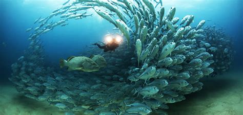 Cabo San Lucas Snorkeling