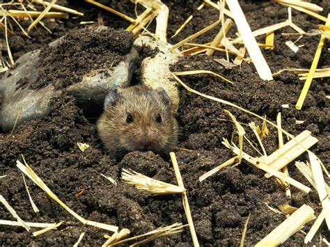 Vole Control: How To Get Rid Of Voles