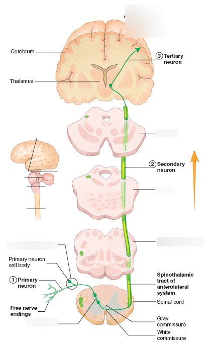 Spinothalamic Tract Diagram | Quizlet