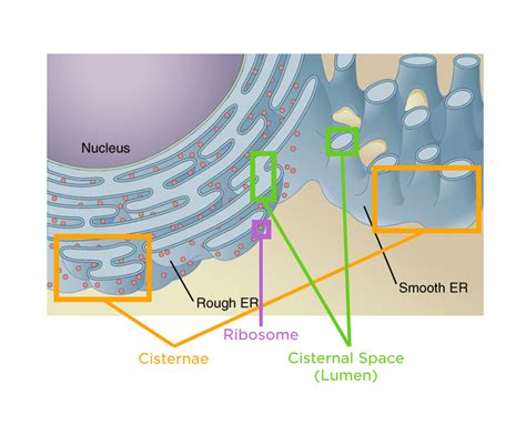 Smooth Endoplasmic Reticulum (SER) — Structure & Function - Expii