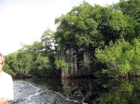 Caroni Swamp and Bird Sanctuary: Destination Trinidad and Tobago ...