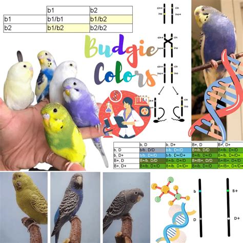 Budgie colors - The Color Genetics of Budgies | Rare budgie bird