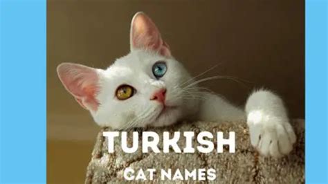 130+ Turkish Cat Names from Aslan to Zeki