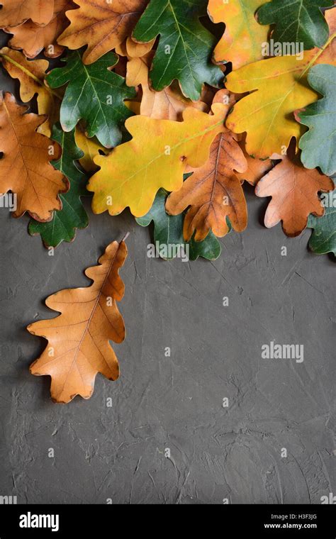 Autumn oak leaves for background Stock Photo - Alamy