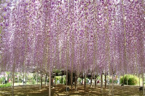 Ashikaga Flower Park and Hitachi Seaside Park Flower Viewing Day Tour from Tokyo with All-You ...