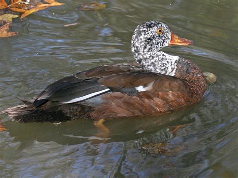 White-winged duck, or white-winged wood duck | zoo-ekzo.ru - Экзотические животные