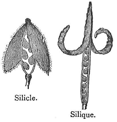 Silique - Alchetron, The Free Social Encyclopedia