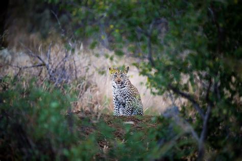 Wildlife Conservation in Namibia - Creatives for Conservation