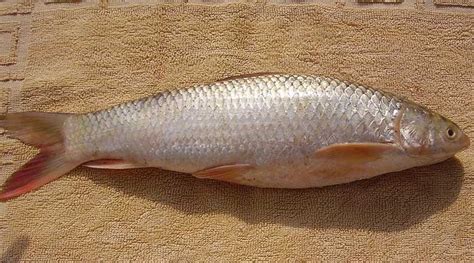 Preserving India’s ‘gold fish’ Mahseer, one of the 20 mega fishes of the world | The Indian Express