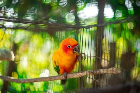 Sun Conure Species Profile – Housing, Diet And Behaviour - PetReview