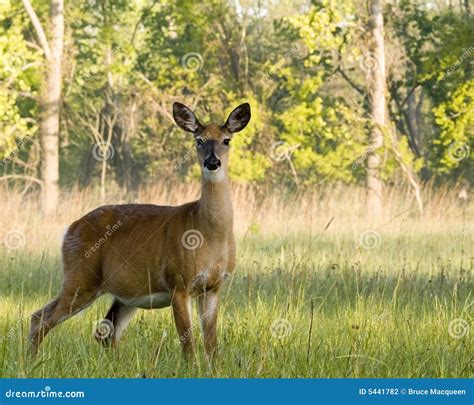 Whitetail Doe stock photo. Image of whitetail, mammal - 5441782