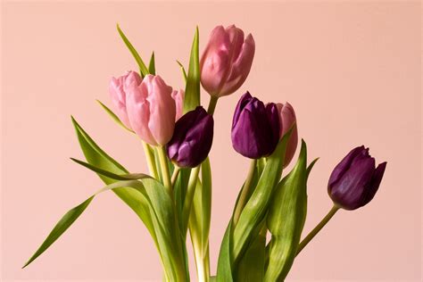 What Colors do Tulips Come in? - BloomNation Blog