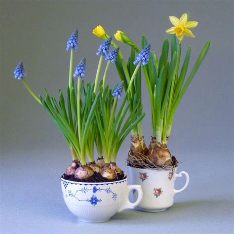 Spring bulb ideas | Bulb flowers, Garden bulbs, Spring bulbs