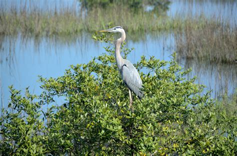 Great Blue Heron Free Stock Photo - Public Domain Pictures