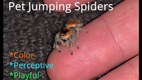 Pet Jumping Spider - Anna Blog