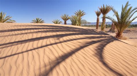 nature, Landscape, Palm Trees, Sand, Desert, Dune, Shadow, Trees, Hill ...