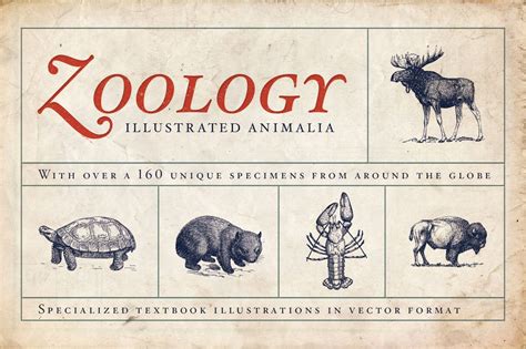 Zoology Animal Illustrations | Animal Illustrations ~ Creative Market