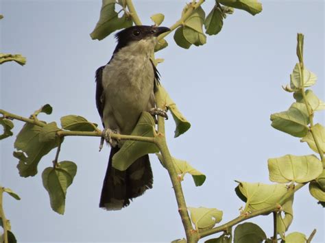 Birds in Delhi(India): Jacobin cuckoo