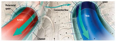 The Glymphatic System: The Secret Cleaning System of the Brain - Very Big Brain