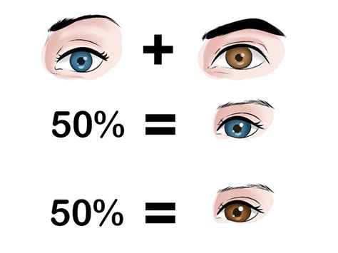 Punnett Square Calculator Eye Color