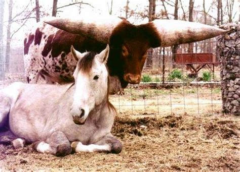 HYDERABAD sindh: Largest Bull Horn in the World