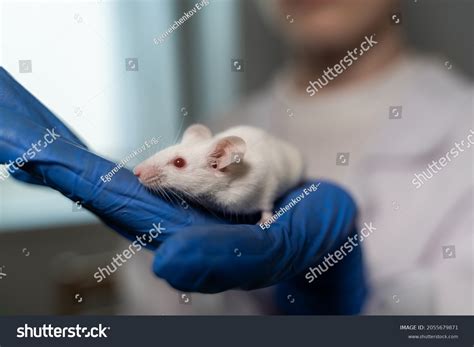 Albino mice: oltre 1.758 foto stock acquisibili in licenza esenti da diritti d'autore | Shutterstock