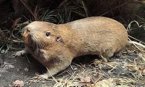 What Are Rodents? - WorldAtlas