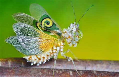 Spiny Flower Mantis facts | Insects in Education