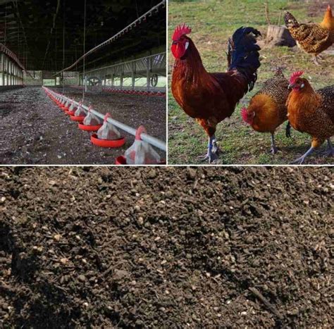 Chicken Manure Composting Process, Benefits | Agri Farming