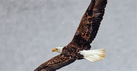 Eagle Flying in Snowfall · Free Stock Photo