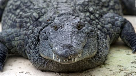 Nile crocodiles identified in South Florida - CNN