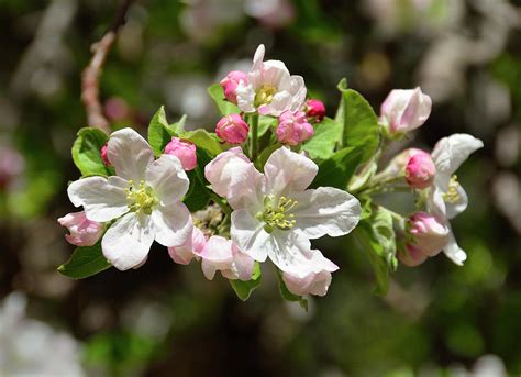 Apple Tree Blossoms Photograph by John Brink