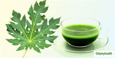 Papaya Leaves Can Fight Dengue, Know All Benefits Of Drinking Papaya Leaf Juice | OnlyMyHealth