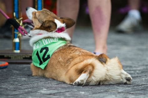 28 Amazing Scenes From the First Annual Corgi Races at Emerald Downs – American Kennel Club