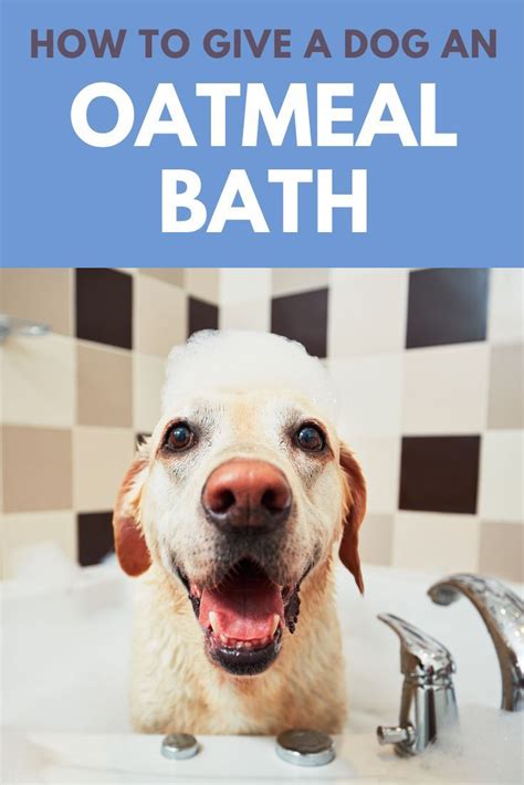 How to Give a Dog an Oatmeal Bath: Soothing Spot’s Skin! | Oatmeal bath for dogs, Stinky dog ...