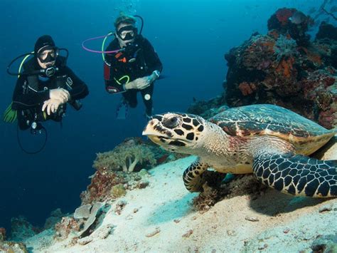 Bali Menjangan Diving Experience - Wandernesia