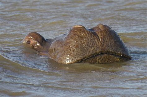 Hippos at St. Lucia Estuary | Cute animals, Animals, Africa