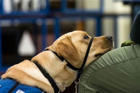 Helping Paws | The Dog in the Blue Coat