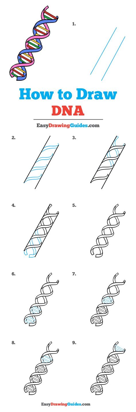 How to Draw DNA - Really Easy Drawing Tutorial | Dna drawing, Drawing tutorial easy, Biology drawing