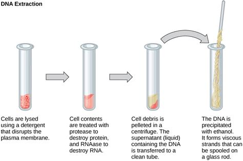 DNA Extraction - Methods And Steps