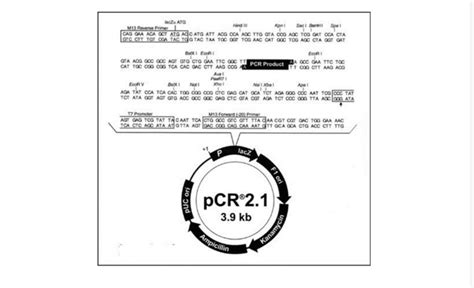 11 Diagram for Topo-TA cloning vector pCR2.1 | Download Scientific Diagram