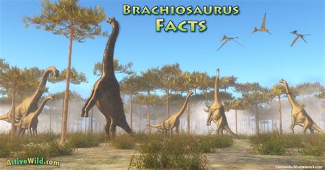 Brachiosaurus Facts for Kids, Students & Adults. Information & Pictures