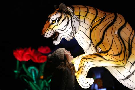 Wild Lights at Dublin Zoo. See the Zoo in a New Light! - babytime.ie